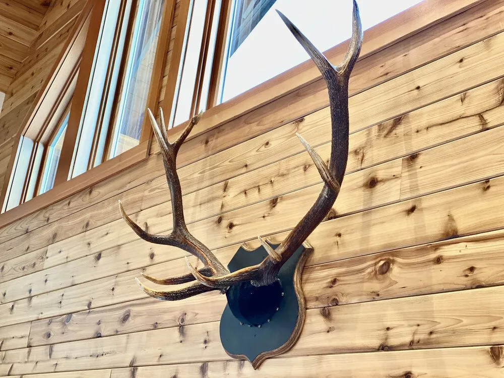 Mounted elk antlers on the cedar plank wall of the great room beside the tall gable windows