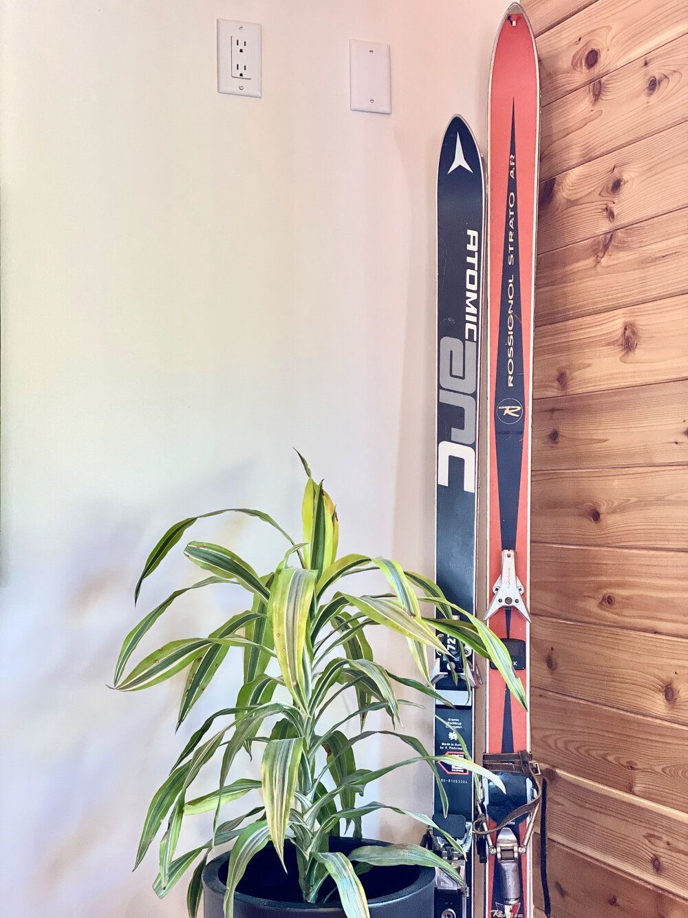 Vintage skis leaning against the cedar plank wall beside a potted plant